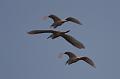 Great Blue Herons in flight 092008 265